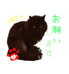 黒猫連合（個別スタンプ：2）