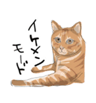 ゆるかわ猫 ちゃちゃ丸の日常（個別スタンプ：24）