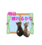 猫にゃ・にゃ・にゃ！part8（個別スタンプ：4）