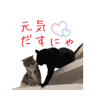 猫にゃ・にゃ・にゃ！part8（個別スタンプ：5）