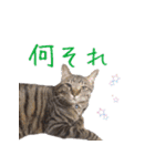 猫にゃ・にゃ・にゃ！part8（個別スタンプ：13）