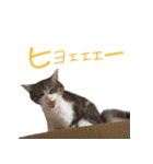 猫にゃ・にゃ・にゃ！part8（個別スタンプ：14）