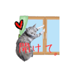 猫にゃ・にゃ・にゃ！part8（個別スタンプ：15）