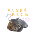 猫にゃ・にゃ・にゃ！part8（個別スタンプ：26）