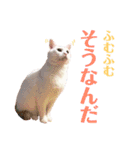 保護猫ポドとパグのモカ（個別スタンプ：9）