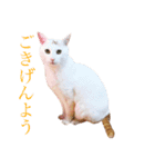 保護猫ポドとパグのモカ（個別スタンプ：15）