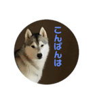 挨拶husky（個別スタンプ：5）