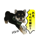 黒柴犬 空斗（個別スタンプ：1）