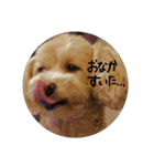 犬三昧（個別スタンプ：3）