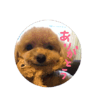 犬三昧（個別スタンプ：11）