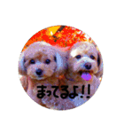 犬三昧（個別スタンプ：12）