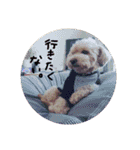 犬三昧（個別スタンプ：17）