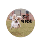 犬三昧（個別スタンプ：23）