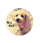 犬三昧（個別スタンプ：24）