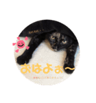 サビねここまちさん（個別スタンプ：3）