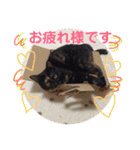 サビねここまちさん（個別スタンプ：17）