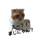 猫ざんまい2（個別スタンプ：3）