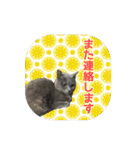 使える猫スタンプ【実写】敬語編（個別スタンプ：26）