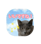 使える猫スタンプ【実写】敬語編（個別スタンプ：28）