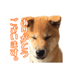 柴犬ふう君（個別スタンプ：3）