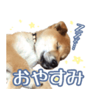 柴犬ふう君（個別スタンプ：4）