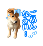 柴犬ふう君（個別スタンプ：7）