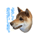 柴犬ふう君（個別スタンプ：8）