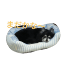 てんぷれーと（個別スタンプ：5）