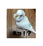 セキセイインコスタンプです（個別スタンプ：1）