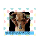 ダックス犬（個別スタンプ：6）