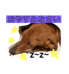 ダックス犬（個別スタンプ：7）