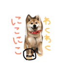 柴犬.海(かい)くん（個別スタンプ：5）