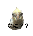 オカメインコのピノ（個別スタンプ：5）