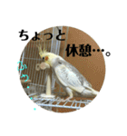 オカメインコのピノ（個別スタンプ：31）