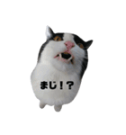 猫のはっち（個別スタンプ：5）