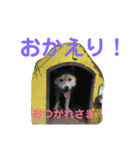 マロちゃんスタンプ 2（個別スタンプ：11）