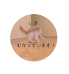 のんぼースタンプ（個別スタンプ：5）