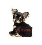 愛犬ノエル（個別スタンプ：5）