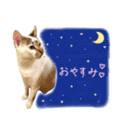 ねこんプ第2弾（個別スタンプ：6）