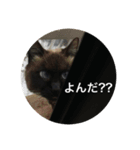 ほのぼの猫シリーズ（個別スタンプ：3）