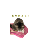 ウチの猫3（個別スタンプ：3）