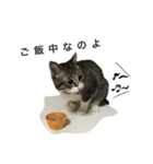 ウチの猫3（個別スタンプ：6）