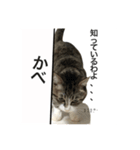 ウチの猫3（個別スタンプ：11）