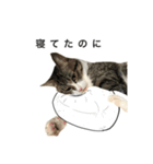 ウチの猫3（個別スタンプ：13）