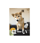 柴犬 クッキー（個別スタンプ：3）