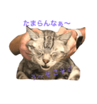 不機嫌なねこ。（個別スタンプ：4）