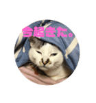 ねこねこ2018〜（個別スタンプ：11）