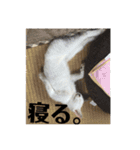 ねこねこ2018〜（個別スタンプ：17）