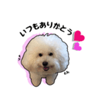 Bichon friseのししまる君（個別スタンプ：4）