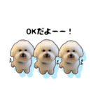 Bichon friseのししまる君（個別スタンプ：6）